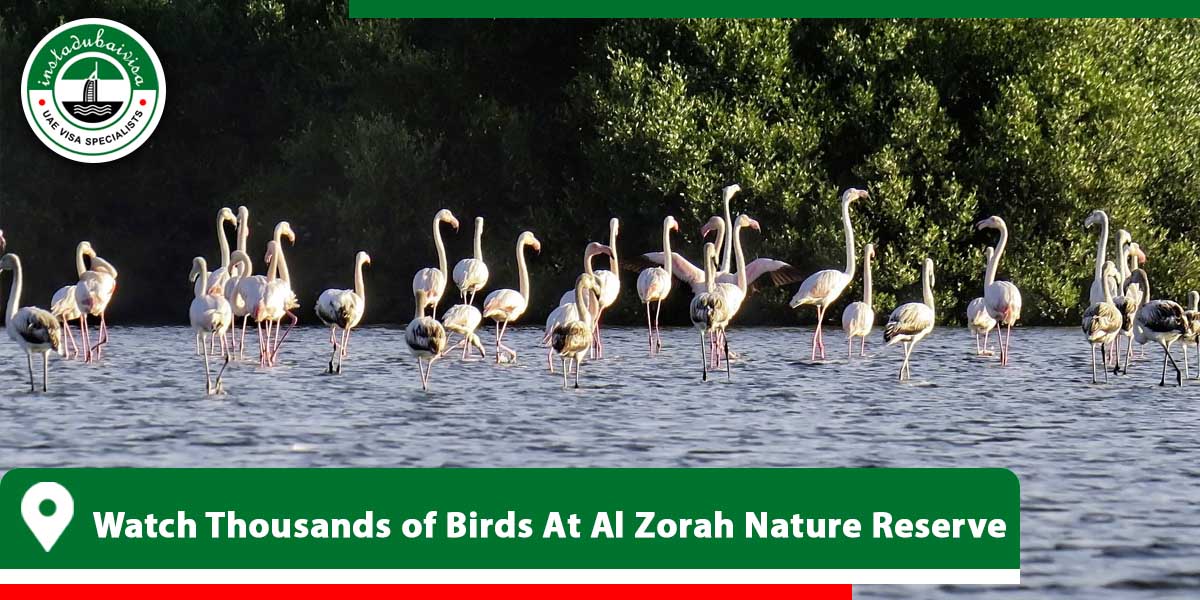 watch thousands of birds at al zorah nature reserve from instadubaivisa